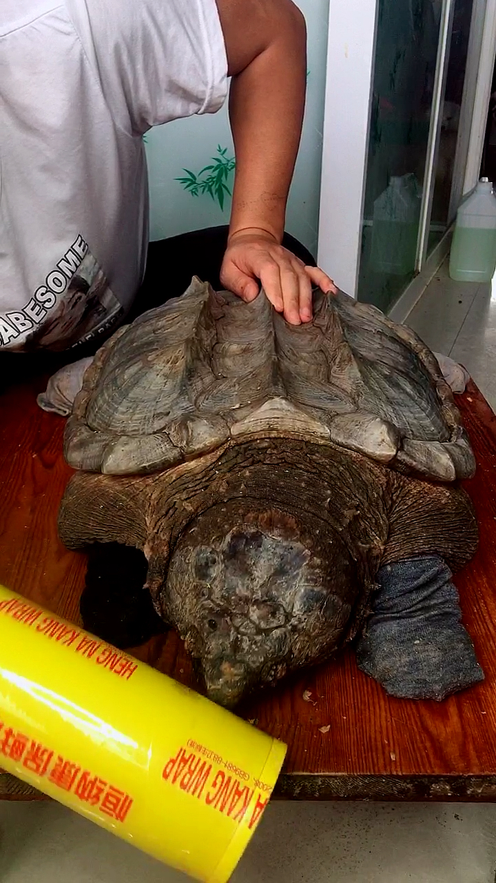 45斤北美大鳄龟挑战