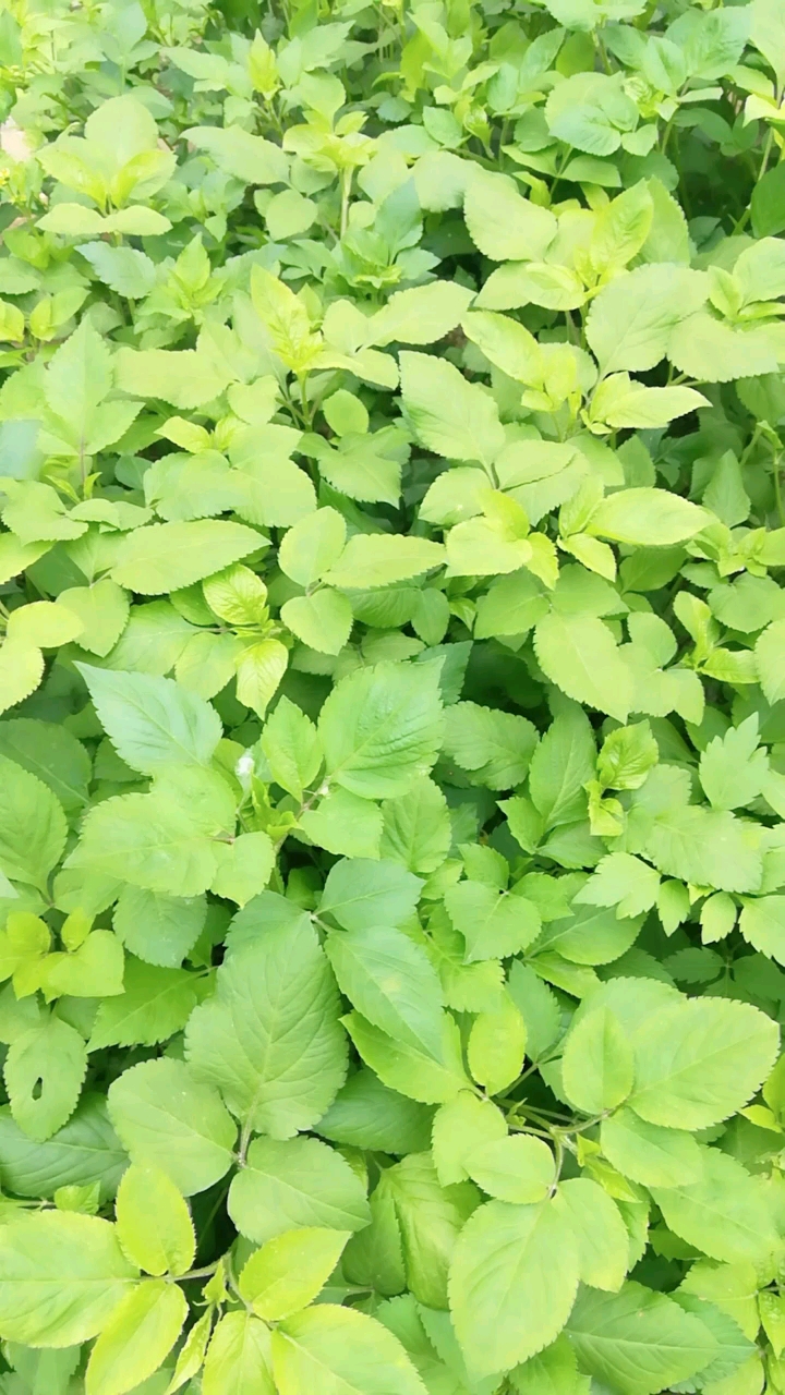 虾钳菜 南方野菜,有认识的吗