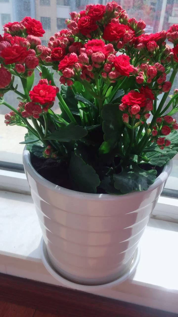 多多,艺术长寿花