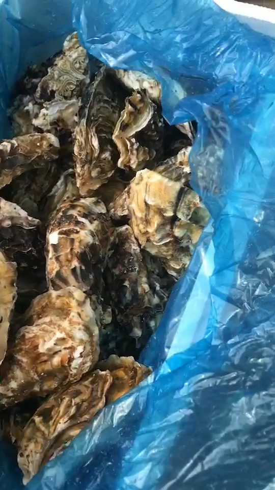 这个是海边的海蛎子,这么大个儿的,你们见过吗?口感一级棒哦!