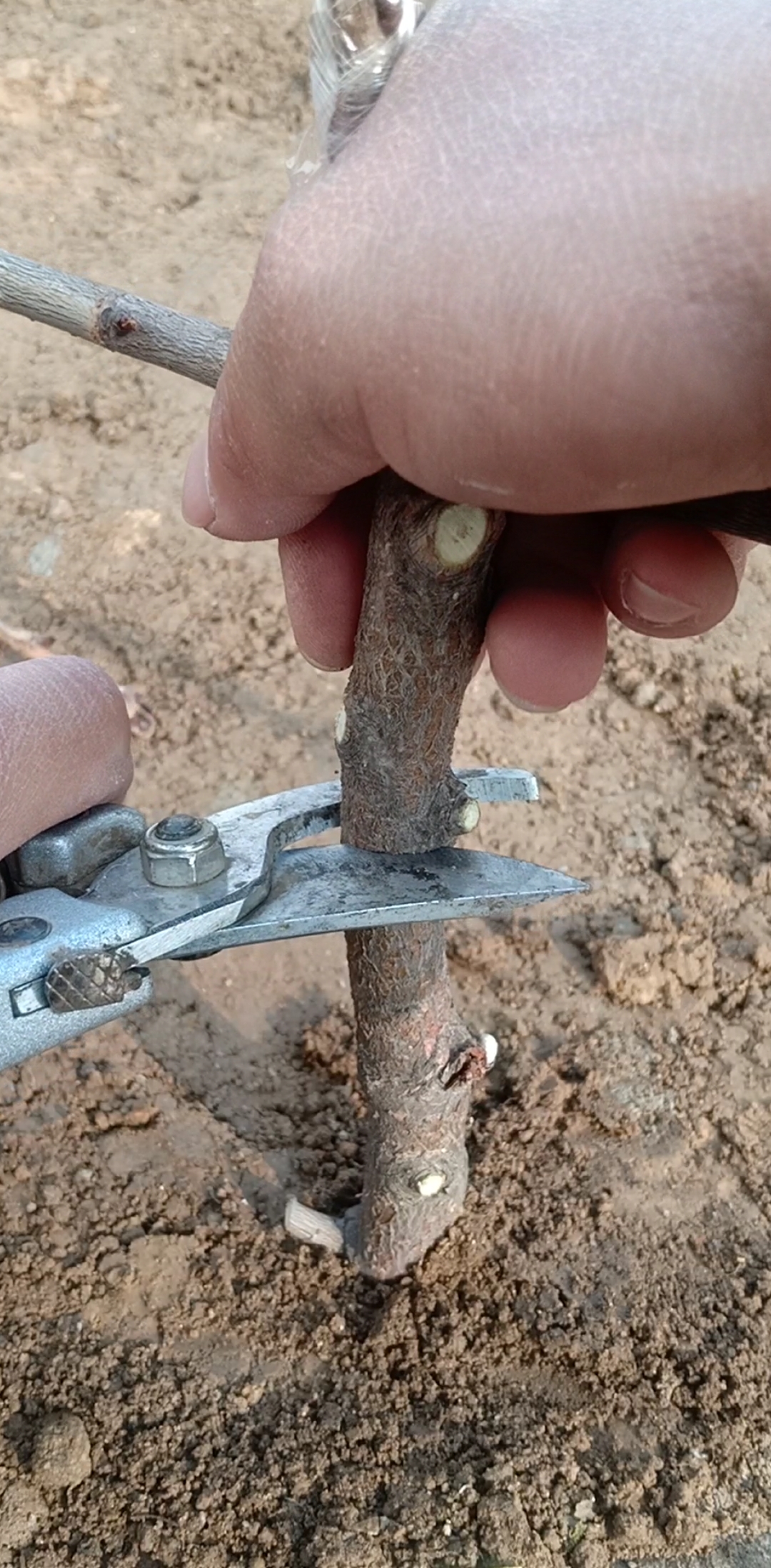 嫁接技术#芽倒接大樱珠,可以提高花芽点,提高产量,你能看懂吗?