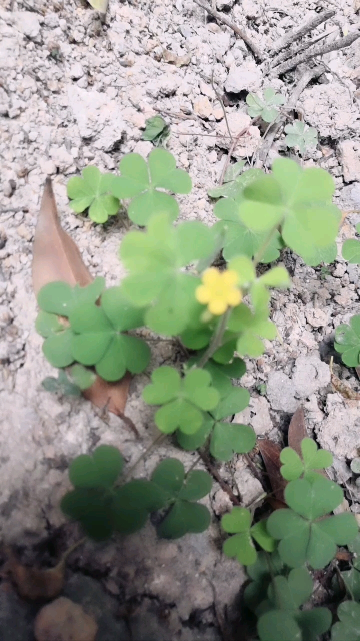 最美人间四月天#酸米子草