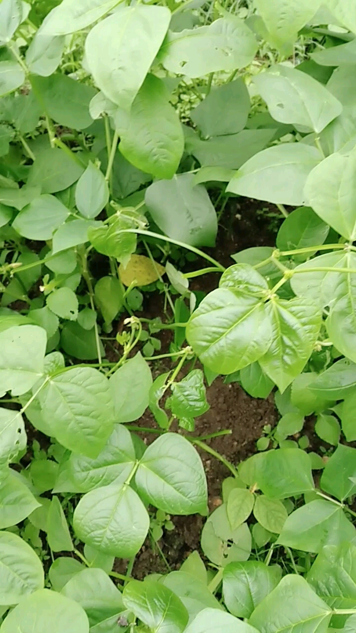 新口味,今年第一次吃.豆叶