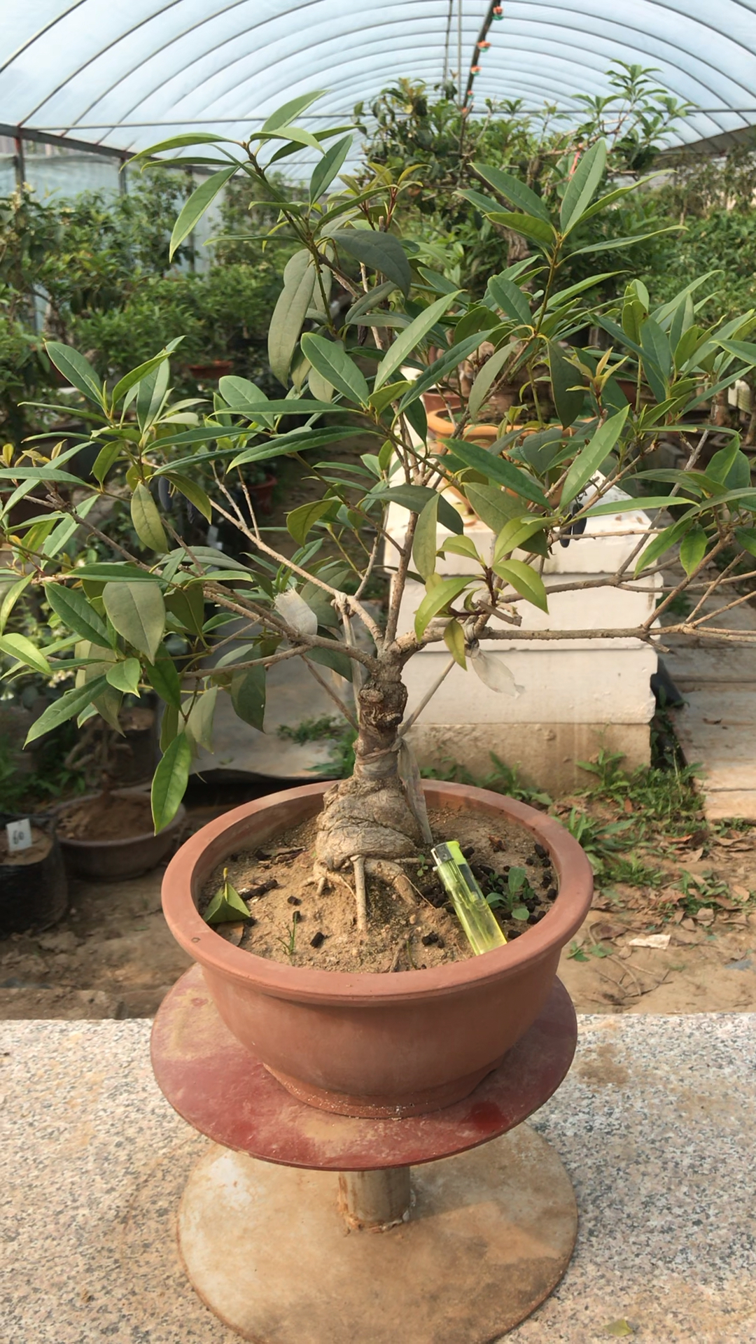 最美人间四月天#丹桂籽小盆景