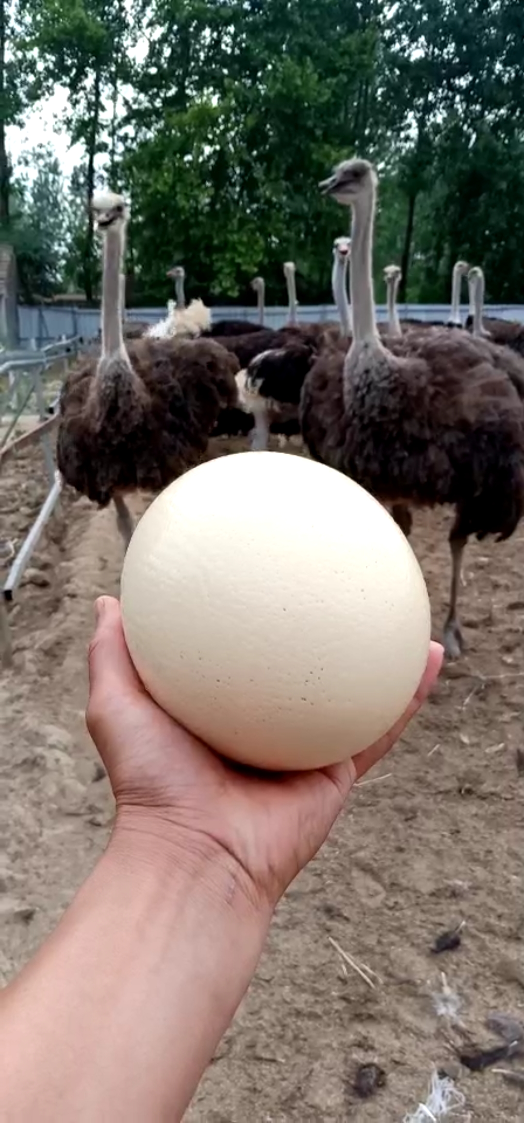 世界上最大的鸟蛋图片