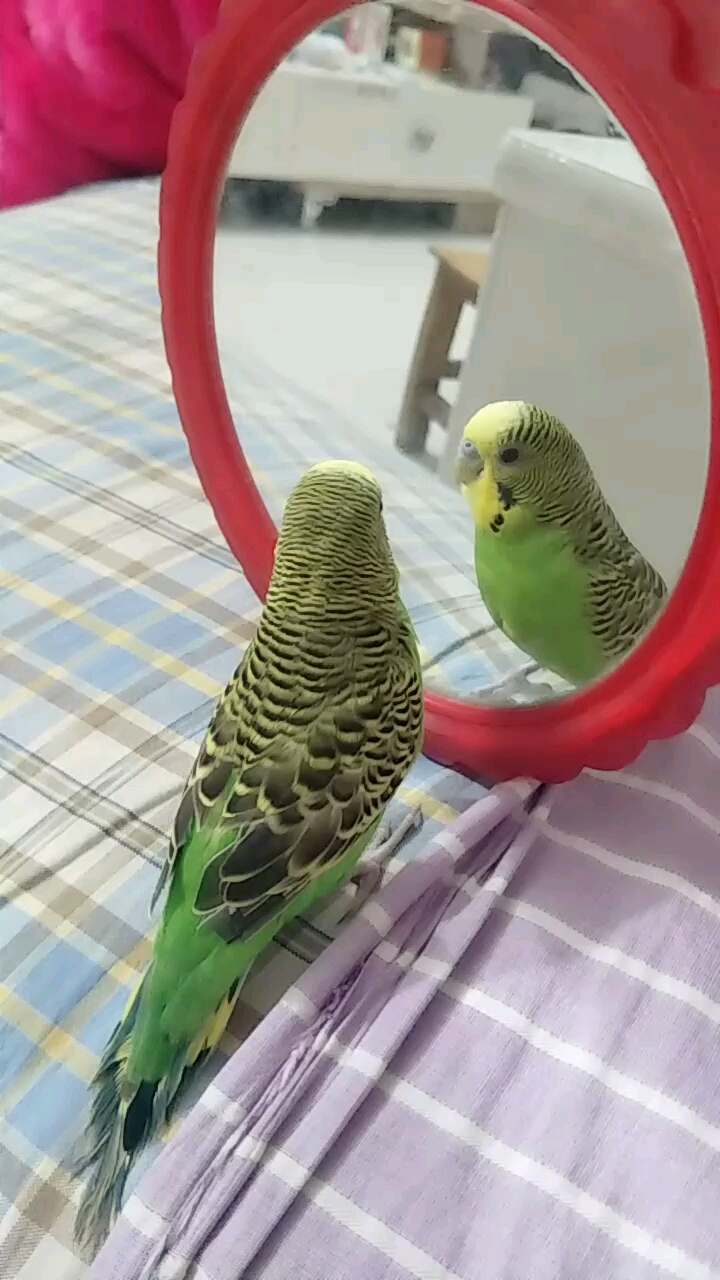 见过这么自恋的虎皮鹦鹉吗?自己照镜子臭美呢?