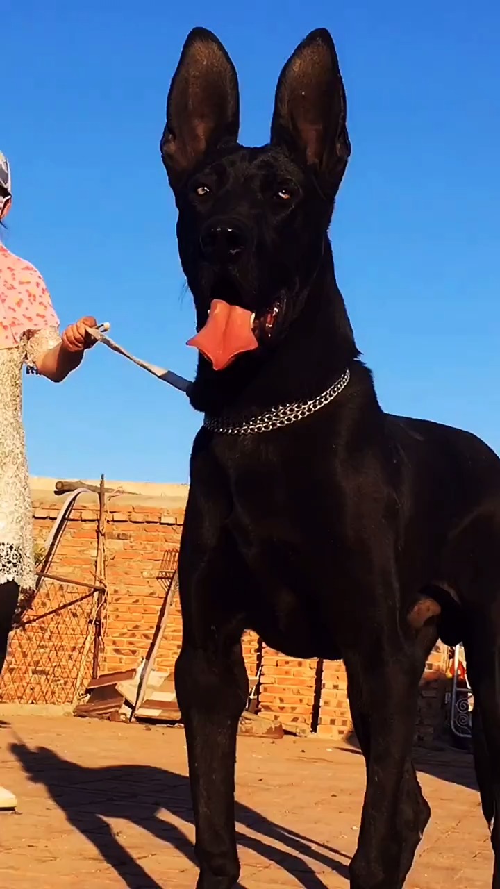 中华黑狼犬#墨界黑狼犬#黑狼