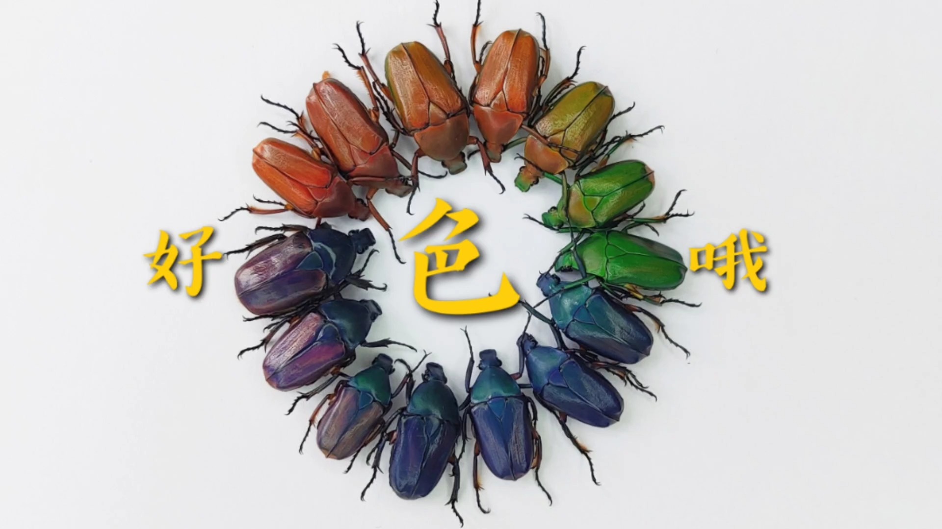 彩虹色罗花金龟