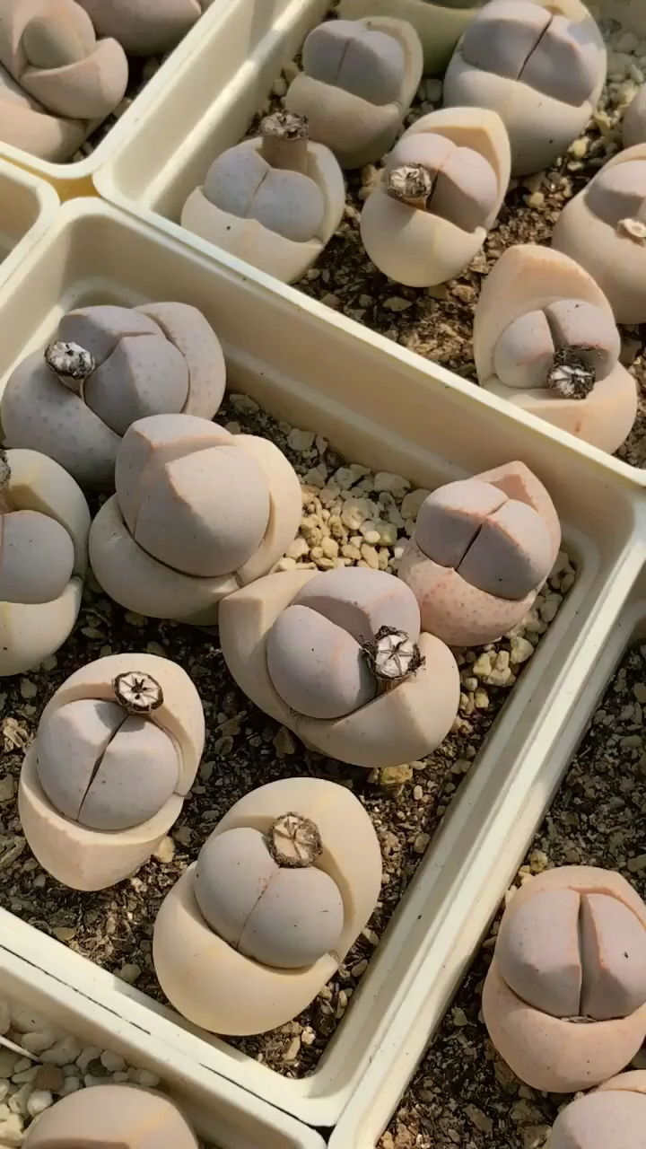 多肉植物——番杏科 "幻玉"小小一颗都四五年了.