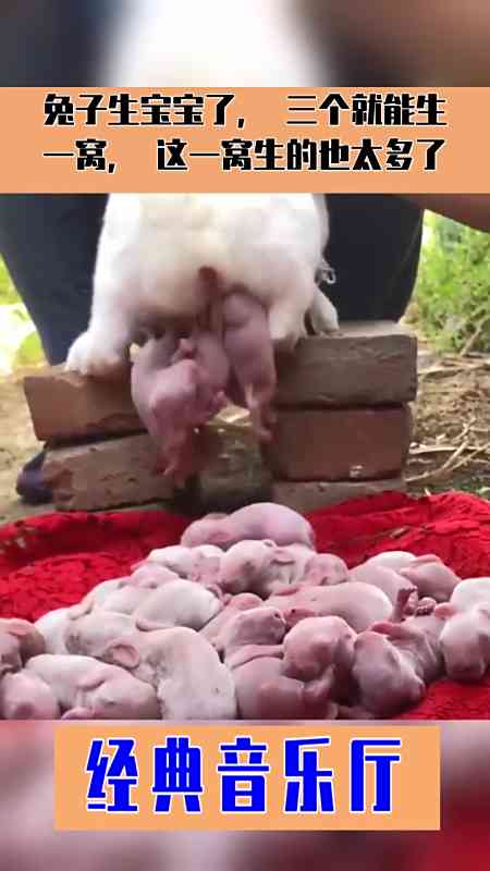 兔子生宝宝了,三个就能生一窝,这一窝生的也太多了