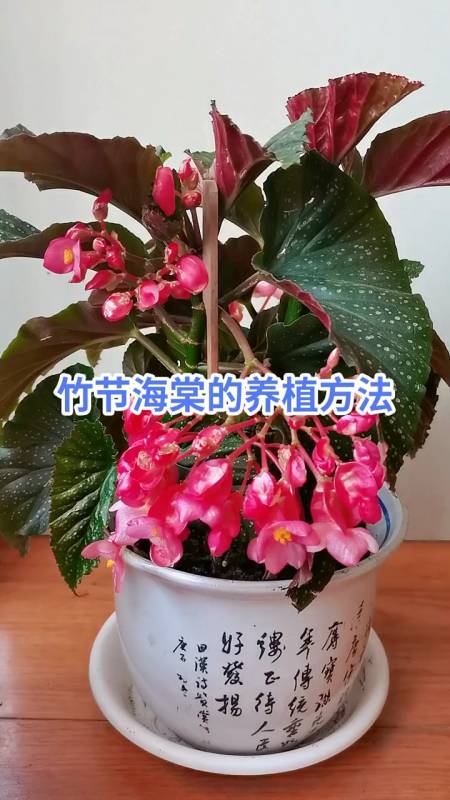 竹节海棠的养殖方法和注意事项