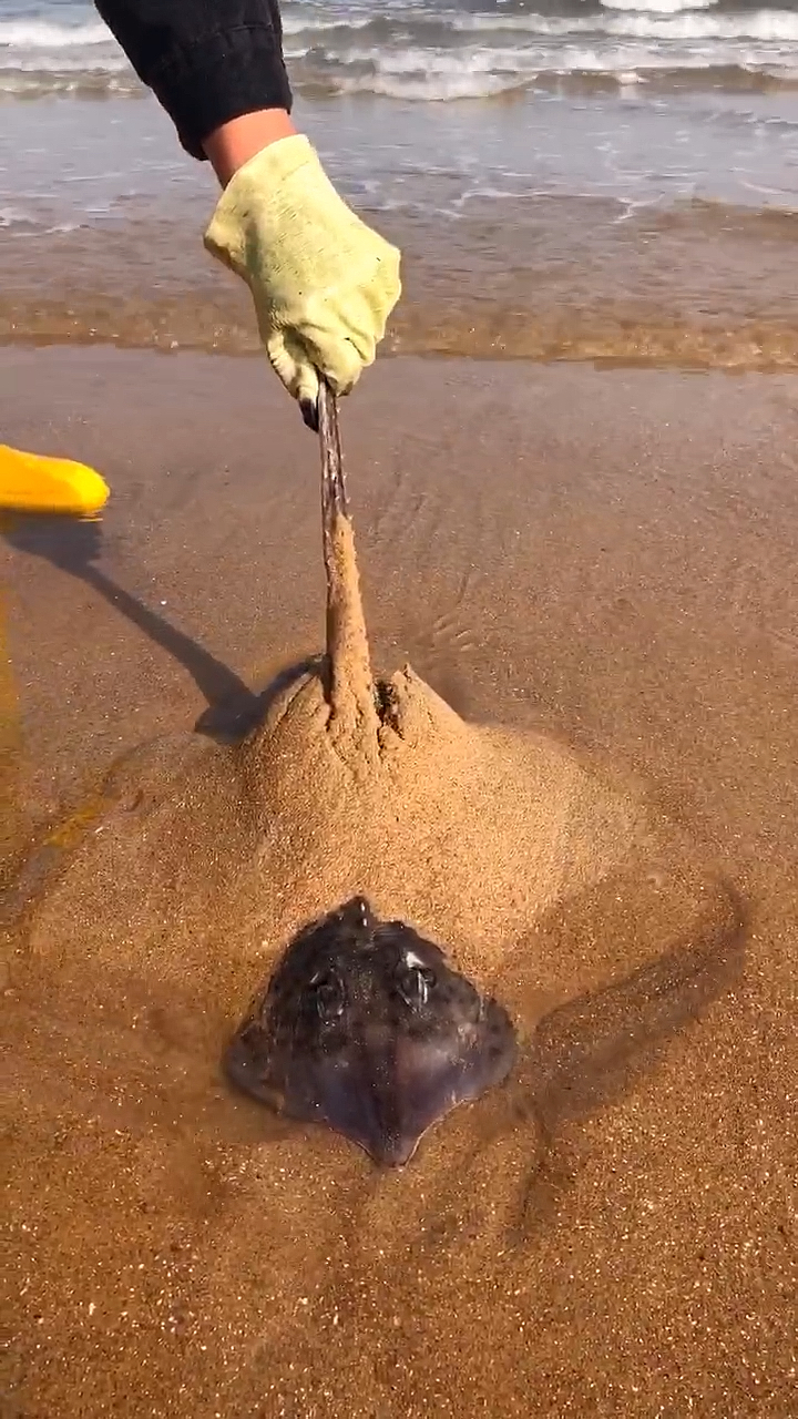 赶海抓大货#魔鬼鱼