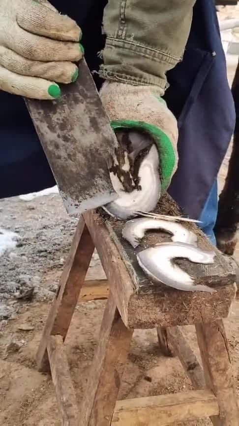 师傅修马掌,切下去的瞬间,我心都揪起来了!