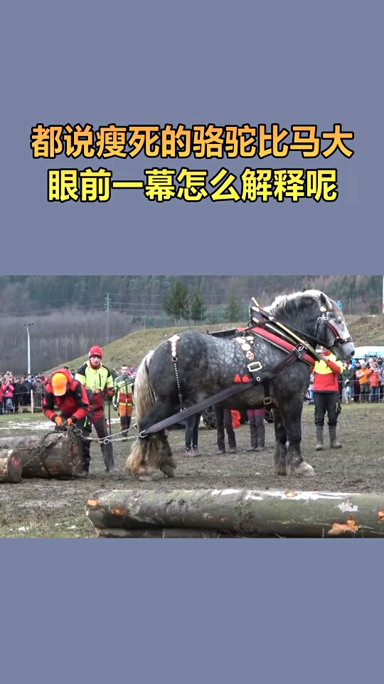 都说瘦死的骆驼比马大,眼前一幕怎么解释呢