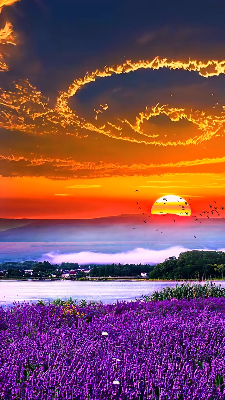 夕阳下的花海美景图片图片