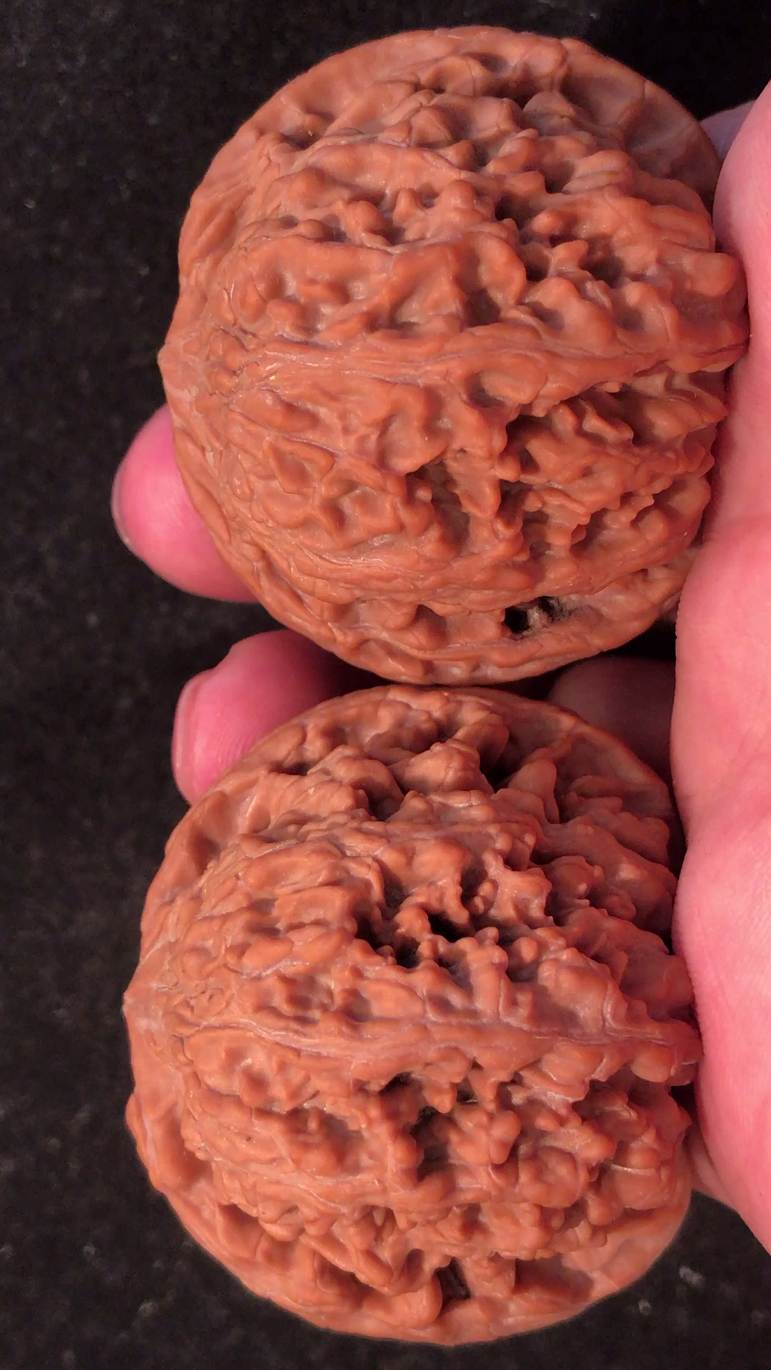 百花山狮子头,品相顶级