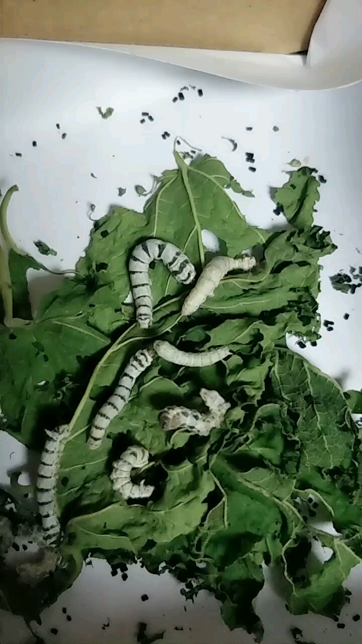 蚕宝宝长胖了