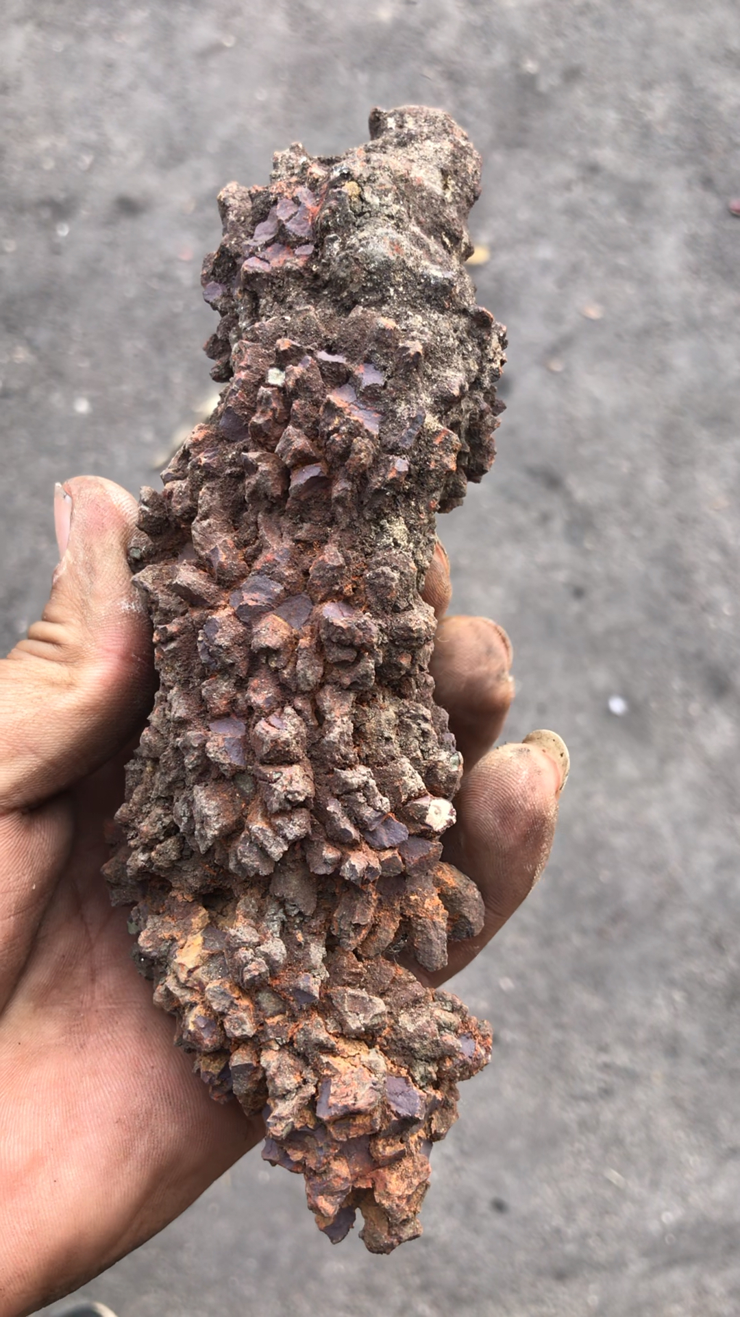 搞了一个恐龙粪便化石