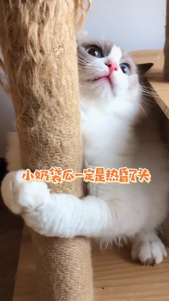 会做饭的猫#我这小脑袋瓜是不是有点让你上头