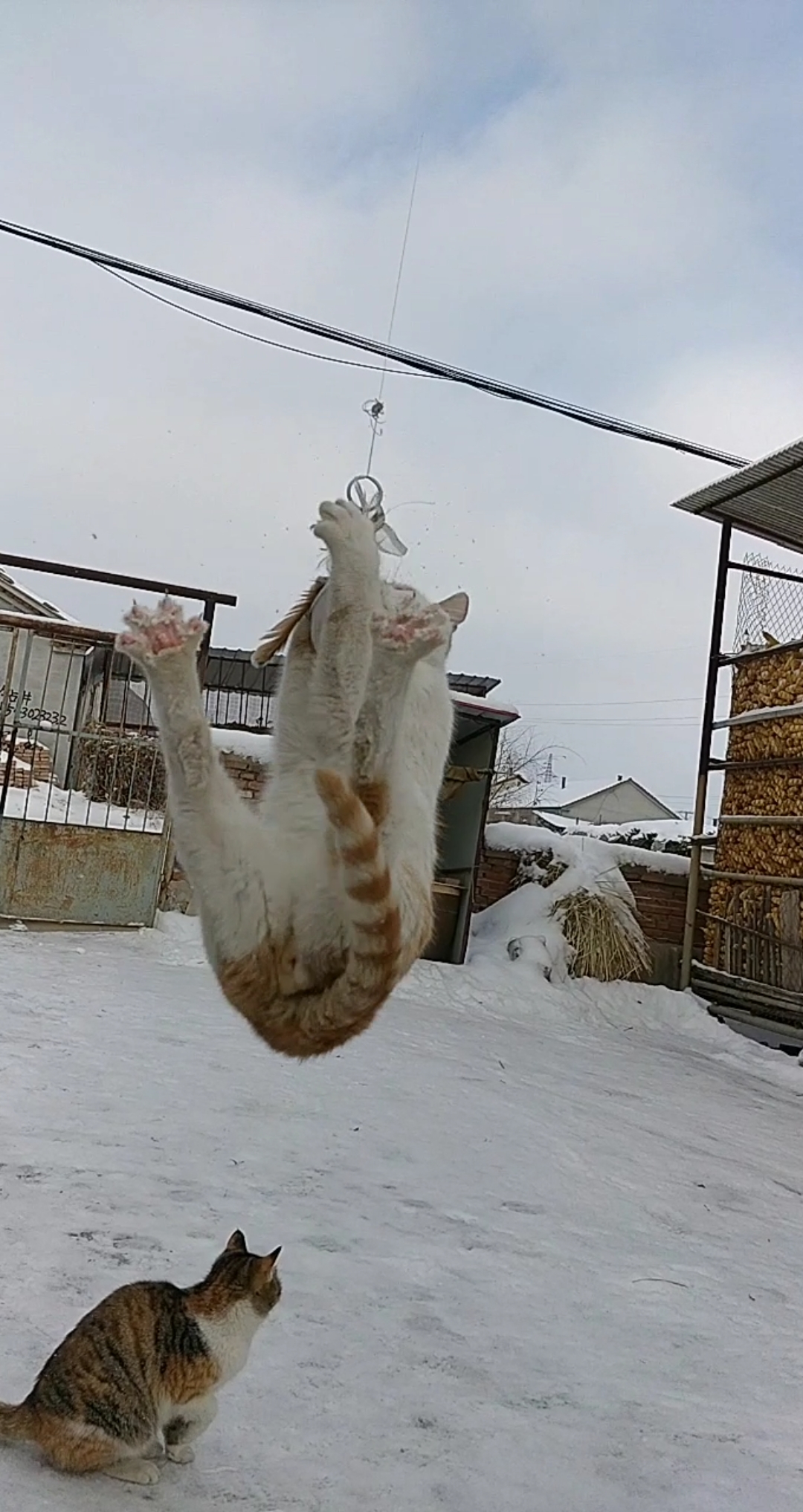 #田园功夫猫#吊起来打