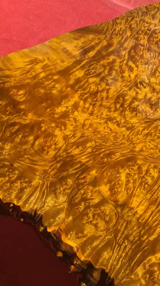 黄金樟树瘤极品,喜欢的朋友点个赞吧