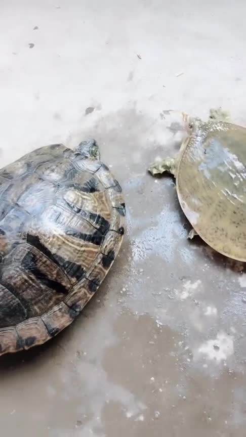 这只甲鱼火了,叫你连巴西龟都要咬,这下被打回去了吧