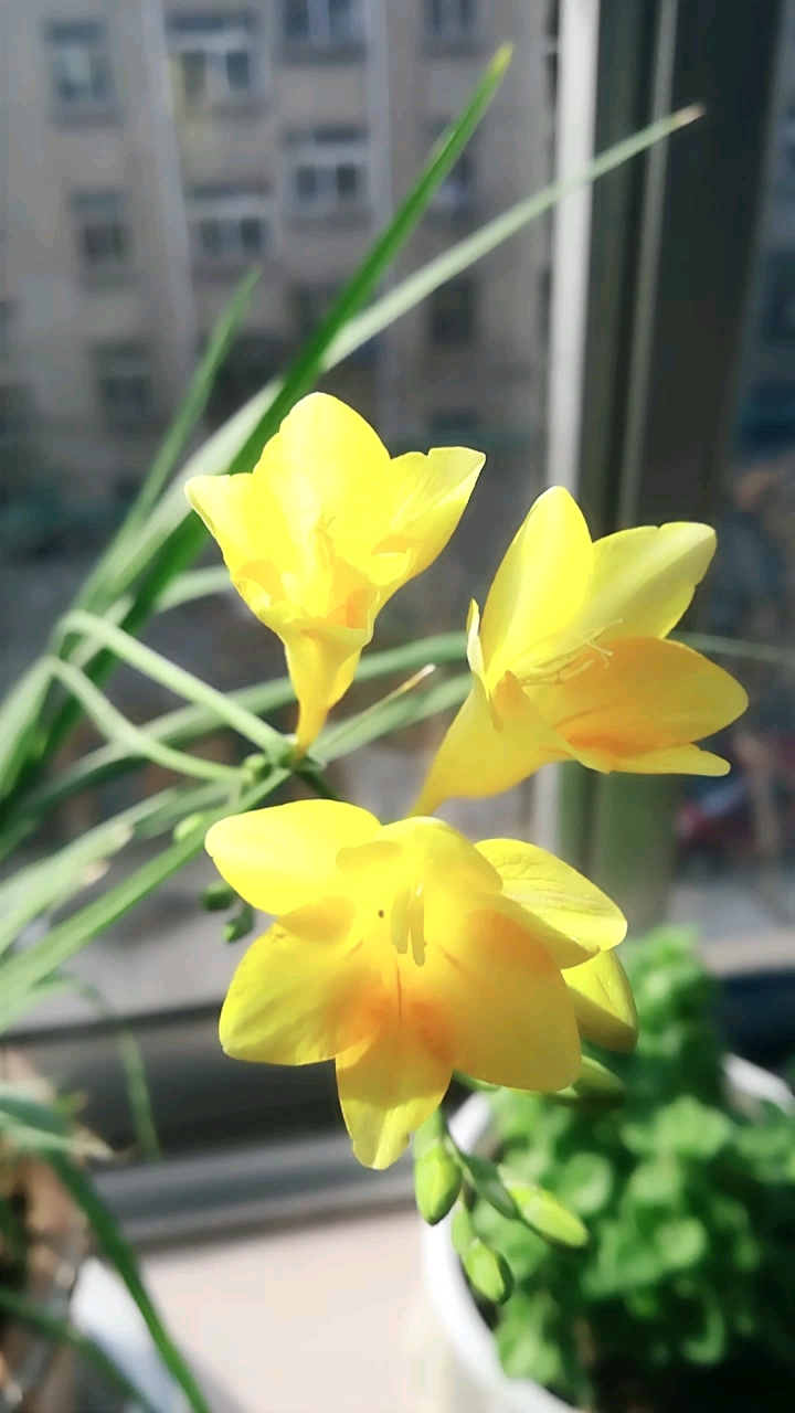 香雪兰,开花很香