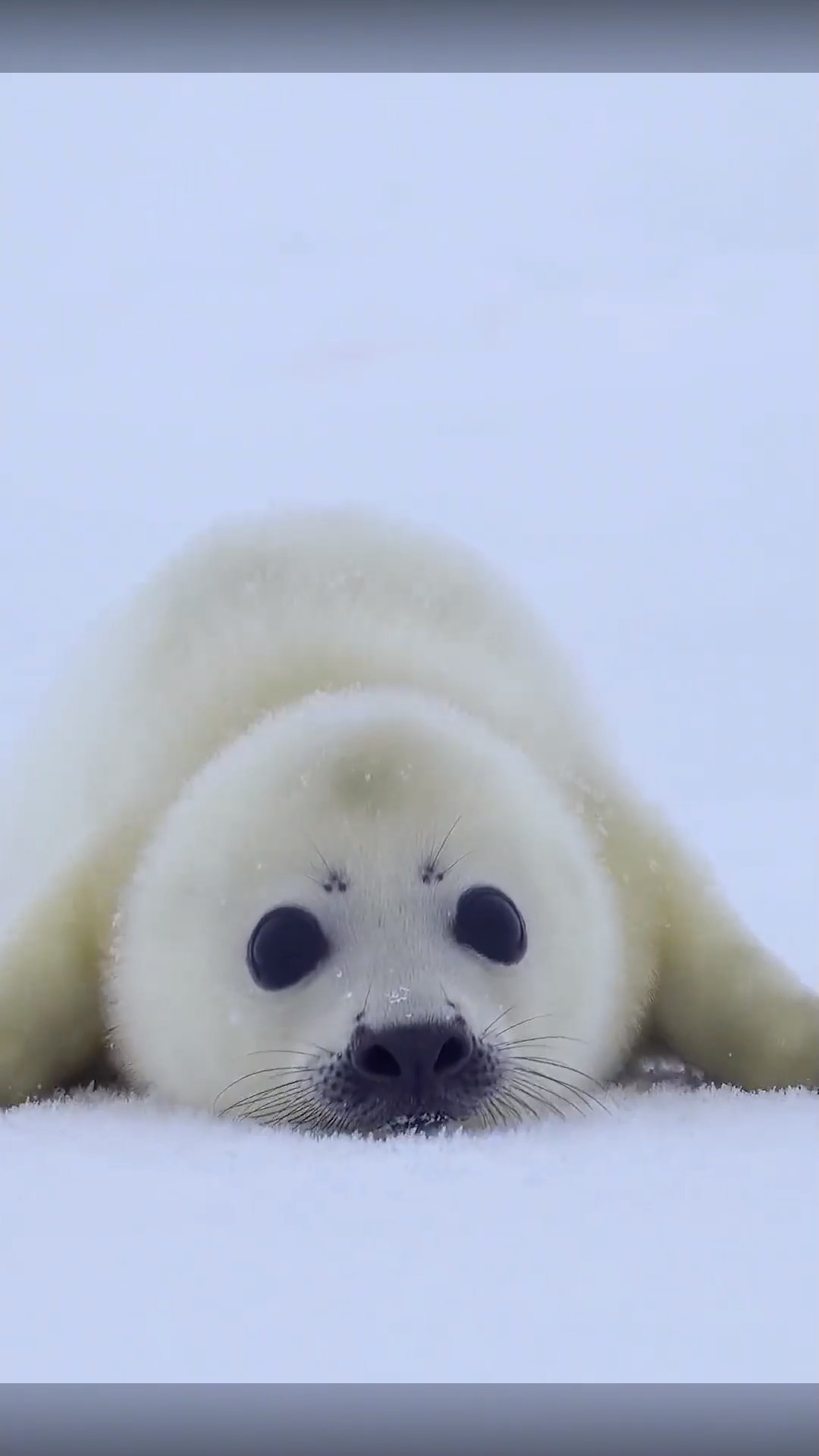 小海豹在雪地里和麻麻走丢了,把摄影师当成了麻麻,眼泪汪汪好让人心疼