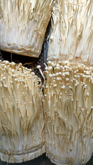 几种菇子,哪个口感好?