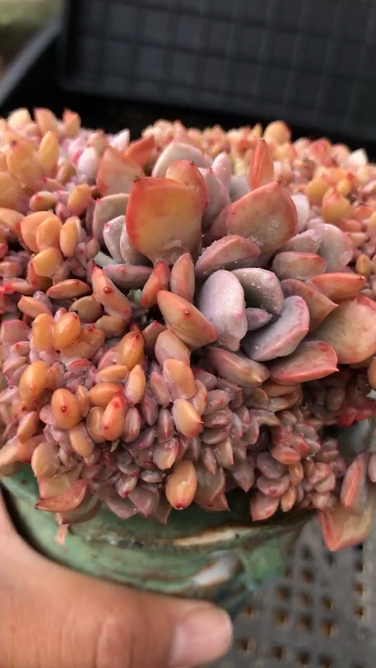 极品黛比缀化,喜欢的问价吧