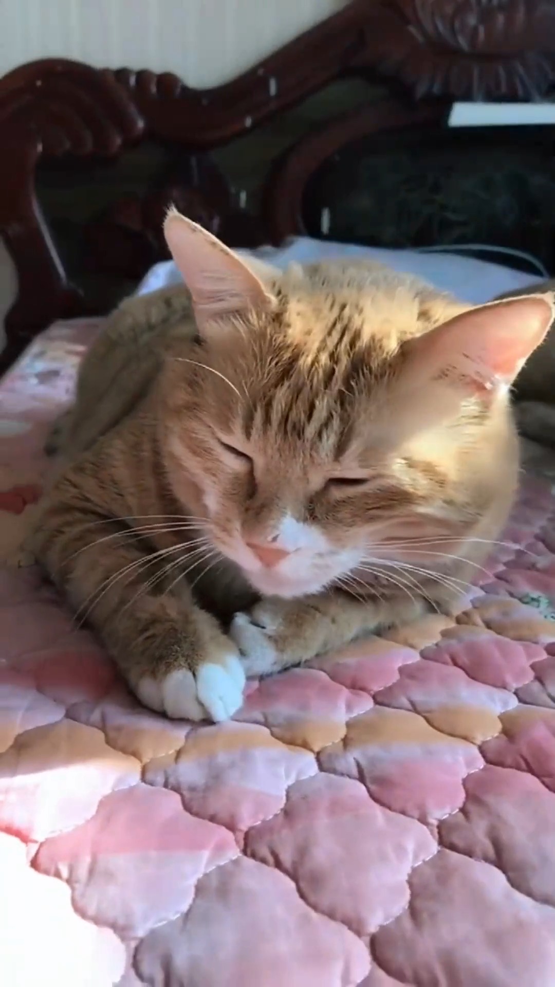 娱乐#我家的大橘猫喜欢这个姿势睡觉,是因为太胖了,卷不起来了吗