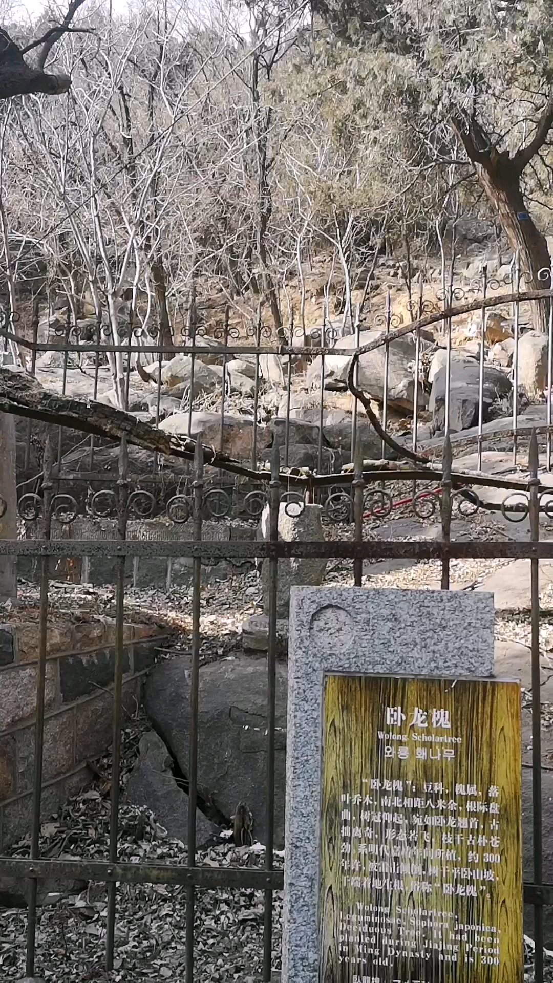 旅游进行时#泰山卧龙槐