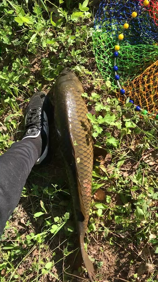 钓上来的20斤大鱼