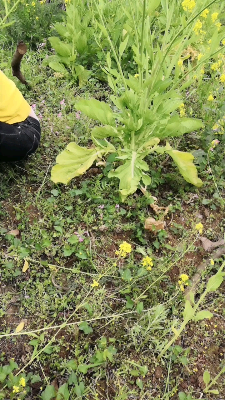 野生蒜苗!今晚有的吃了