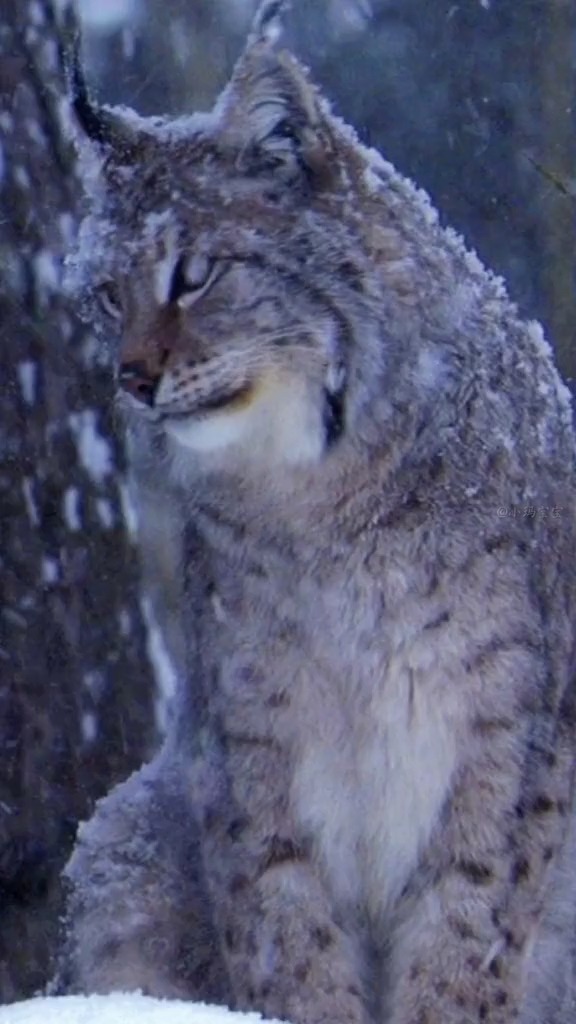 动物世界孤独的大猫猞猁