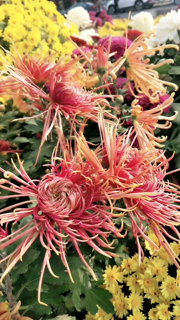 菊花是开封市的市花