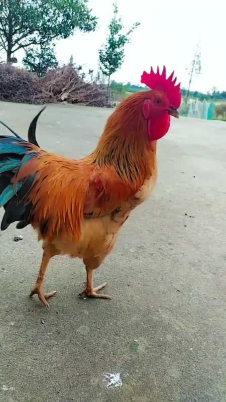 农家的院子里鸡鸣狗叫好热闹商家young