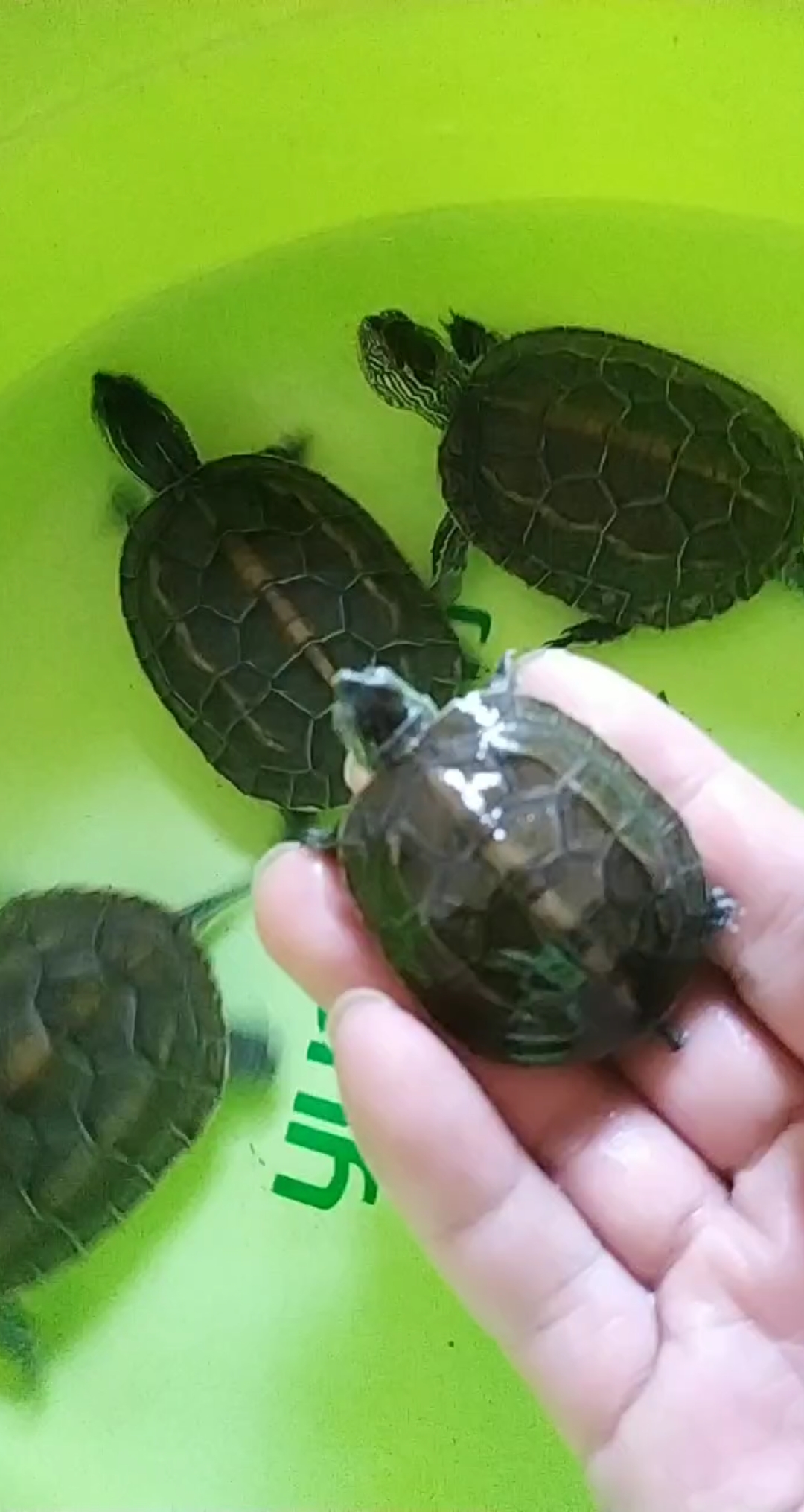 侏儒龟#娇小无敌小可爱的僵苗侏儒龟,一直硬币苗,永葆青春有绝招