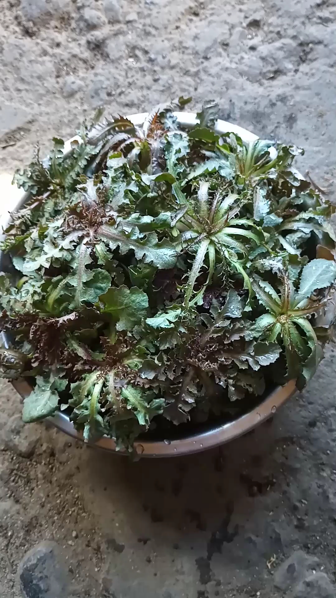 挖苦麻菜去着,真没有啊.