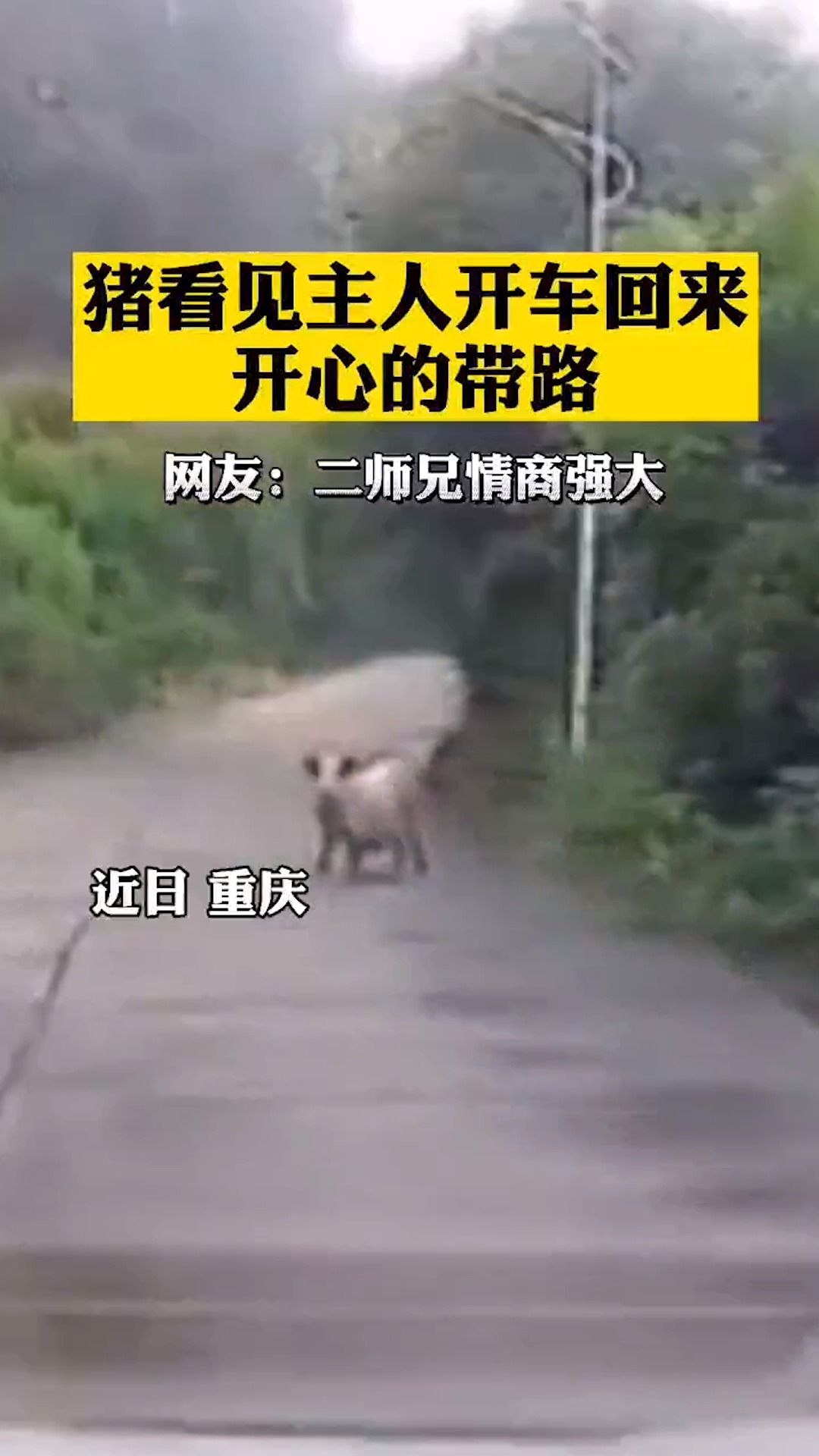 感谢全民我要上热门猪看见主人开车回来开心的带路