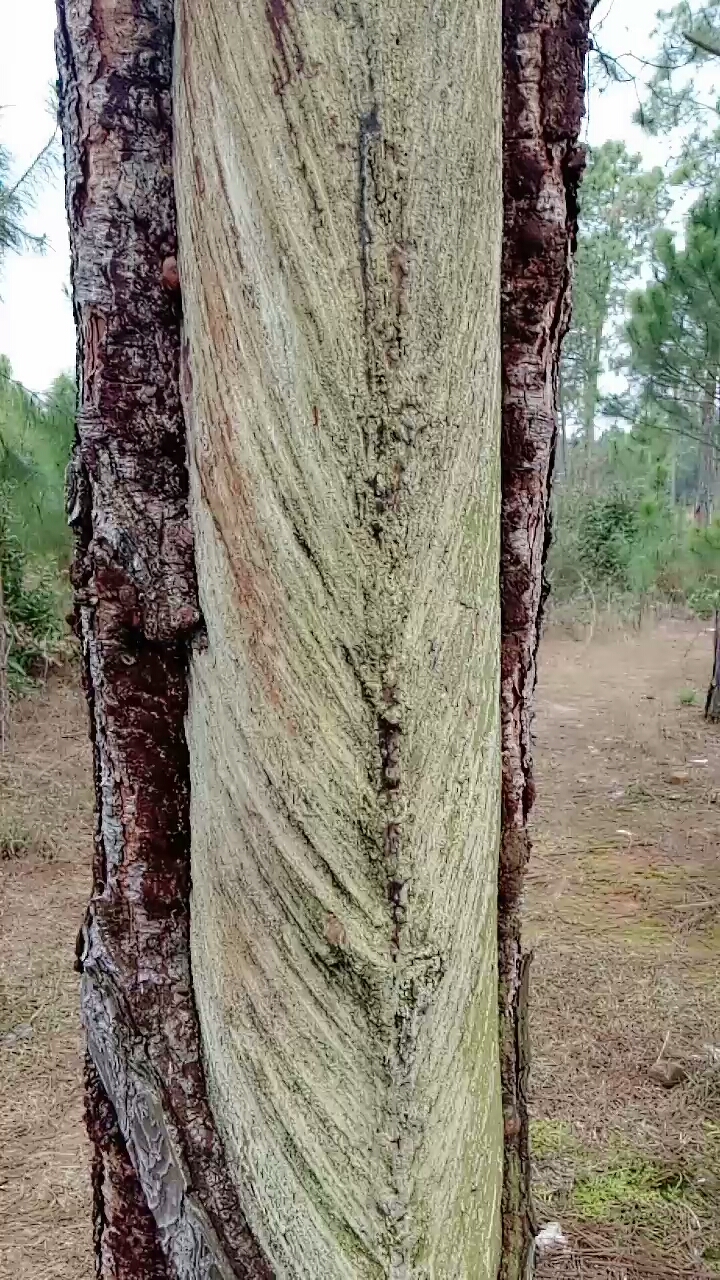 人要脸,树要皮,没皮的树还能活吗?