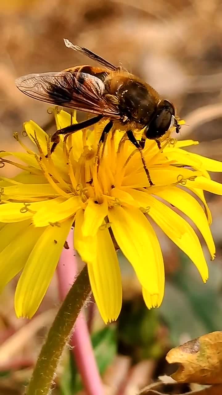 绝对高清的蜜蜂采蜜