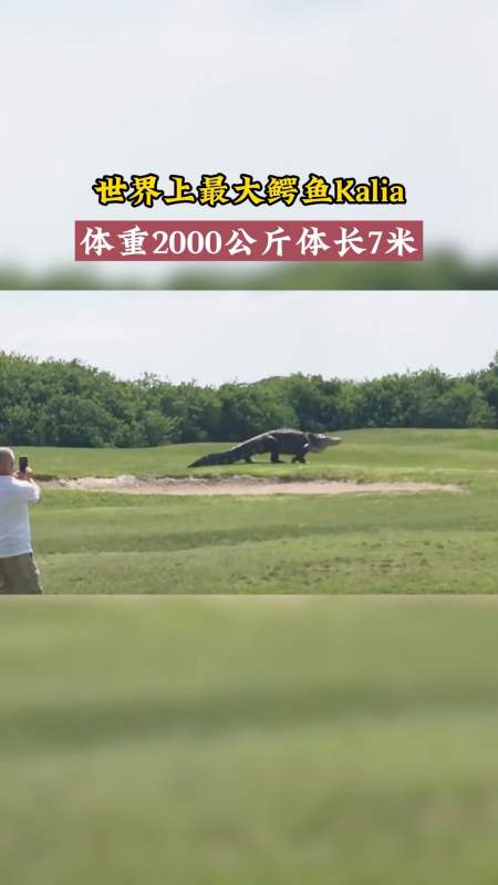 神奇动物在这里#世界上最大的鳄鱼,2000公斤长7米!