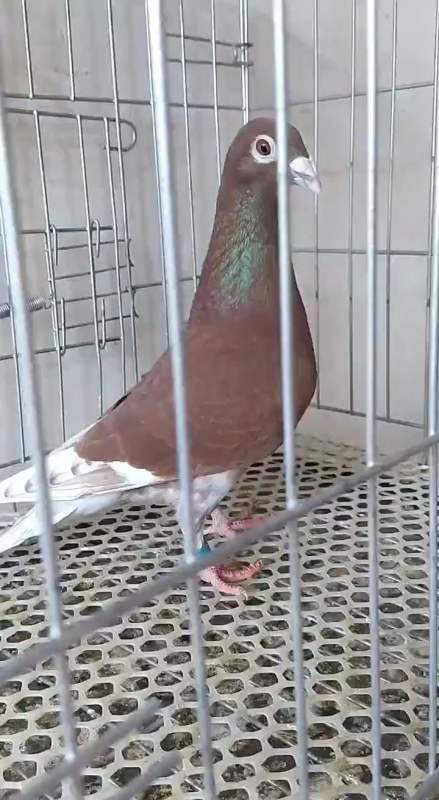 红西翁#精品西翁紫金枭种鸽,欢迎欣赏.