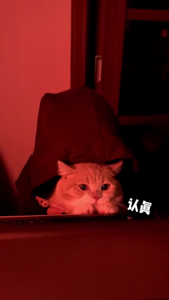 当你不敢一个人看恐怖片时你的猫