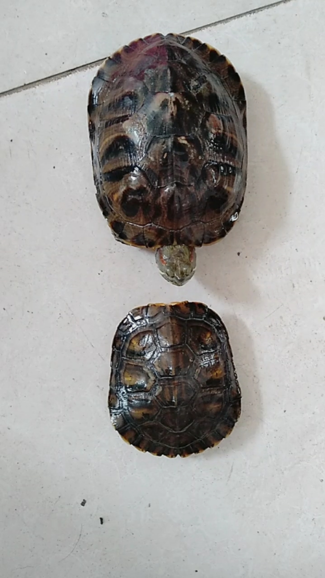 大乌龟和小乌龟说话呢