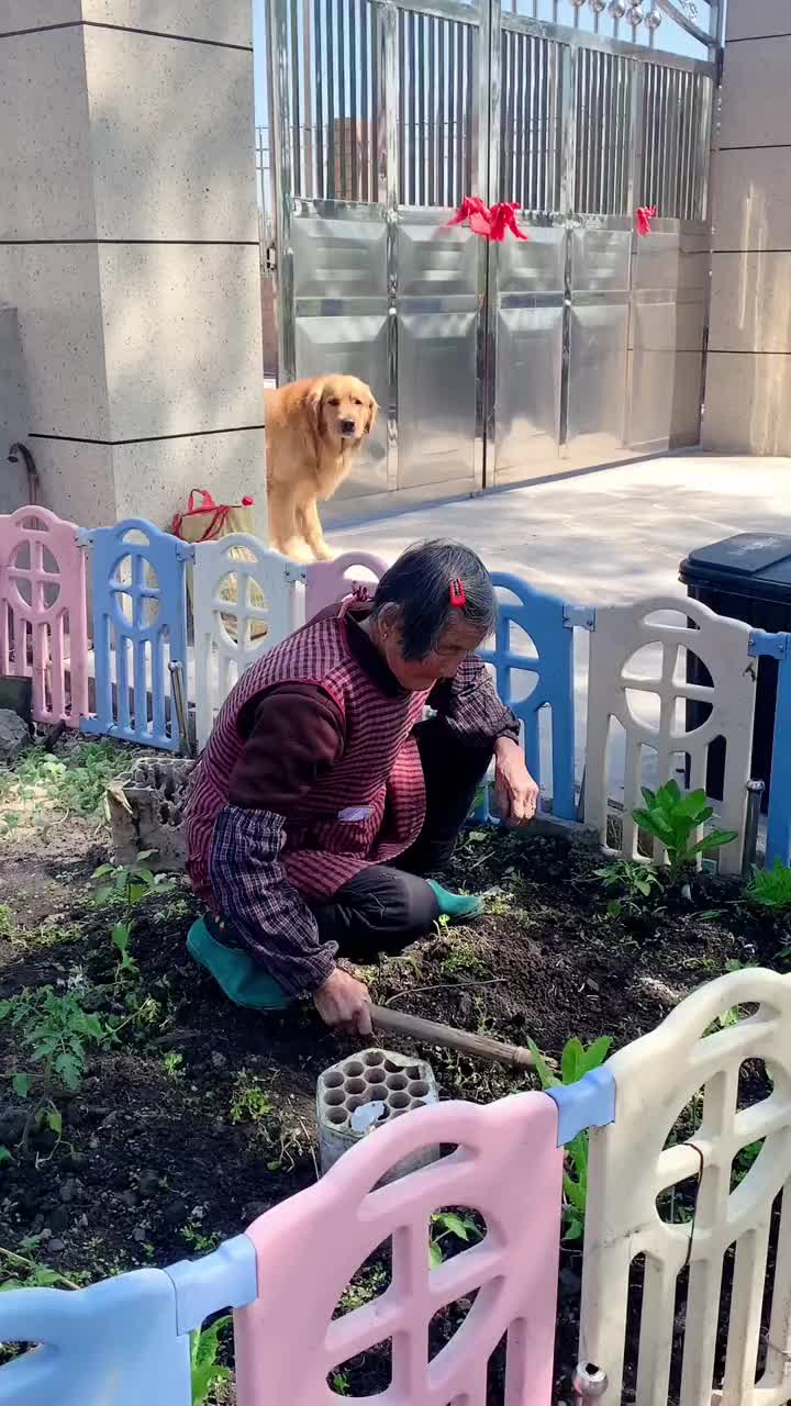 毛毛看见姑奶奶辛苦了,立马回家叼来一瓶矿泉水#狗子的智商有多迷#萌