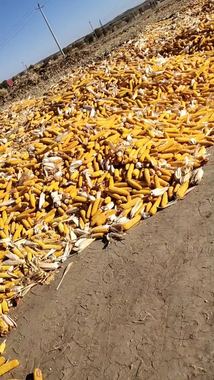 一年的劳动成果