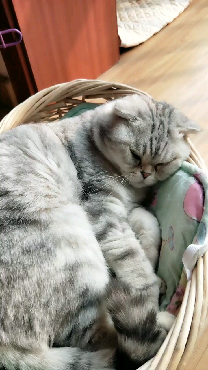 萌萌准备睡觉了