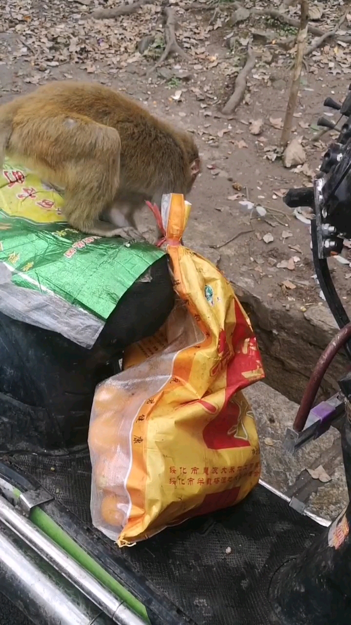 这只猴子#拖不动啊怎么办